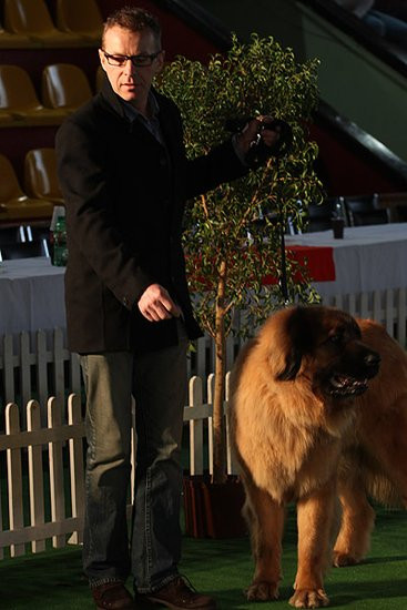 Dog niemiecki pokonał wszystkich (zdjęcia)