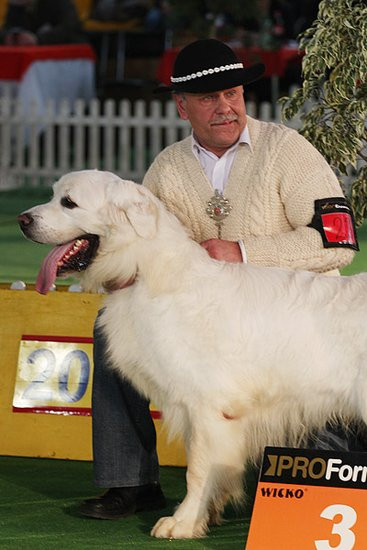 Dog niemiecki pokonał wszystkich (zdjęcia)