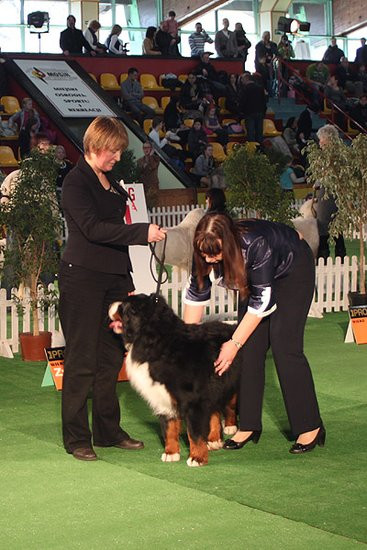 Dog niemiecki pokonał wszystkich (zdjęcia)
