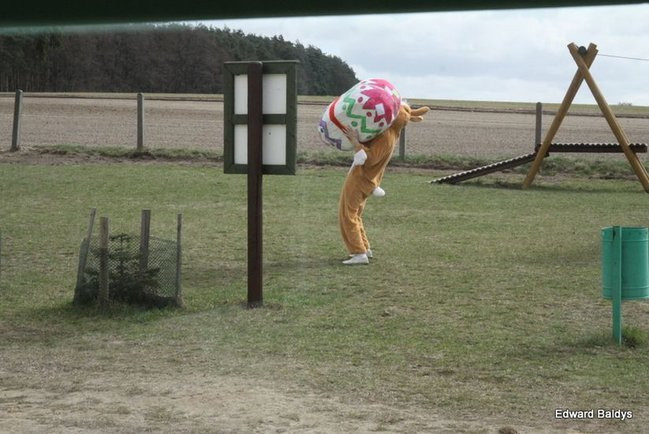 Zajączek zawitał do Świerczyny (zdjęcia)