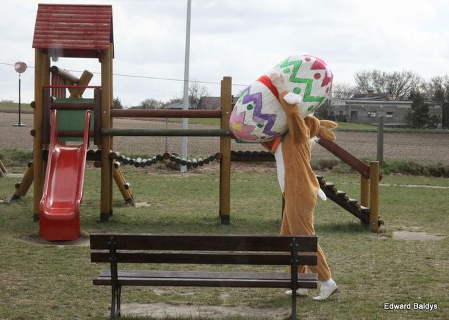 Zajączek zawitał do Świerczyny (zdjęcia)