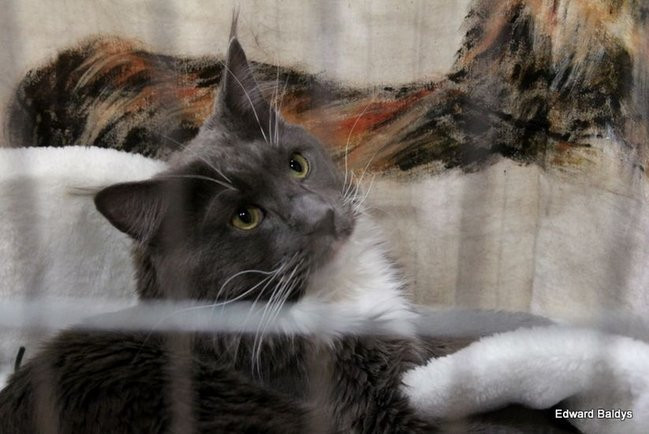 Gala kocich piękności (zdjęcia)