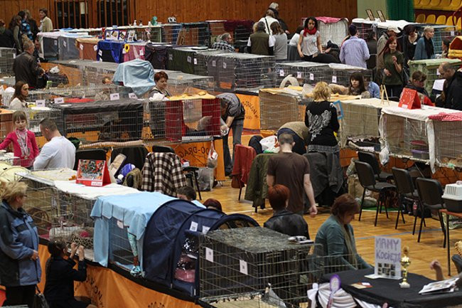 Gala kocich piękności (zdjęcia)