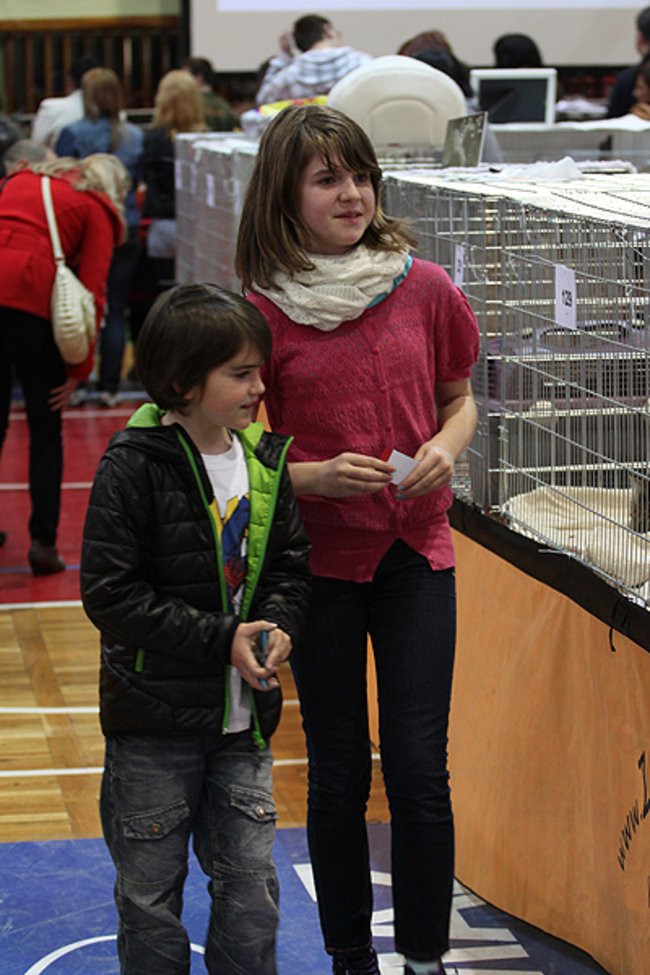 Gala kocich piękności (zdjęcia)