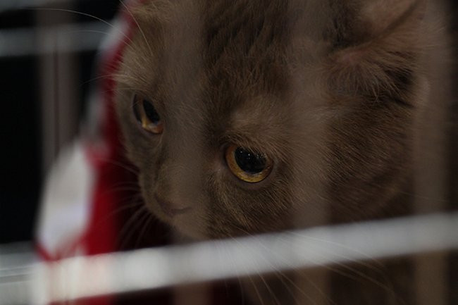 Gala kocich piękności (zdjęcia)