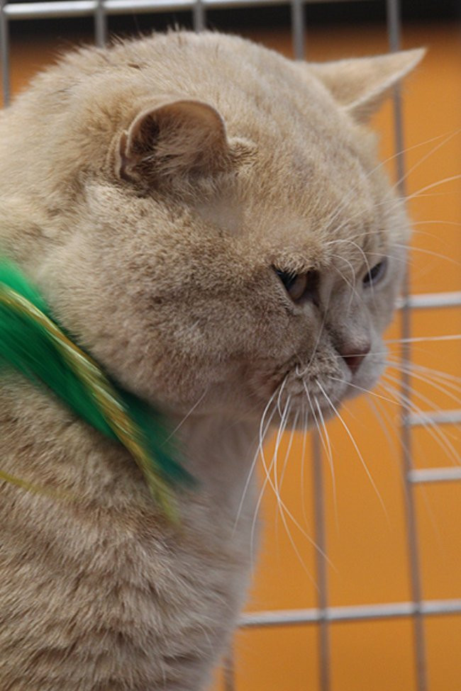 Gala kocich piękności (zdjęcia)