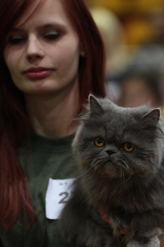 Gala kocich piękności (zdjęcia)