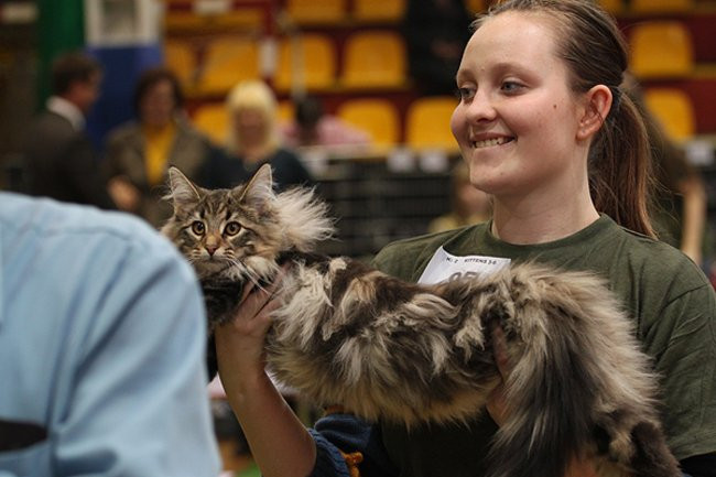 Gala kocich piękności (zdjęcia)