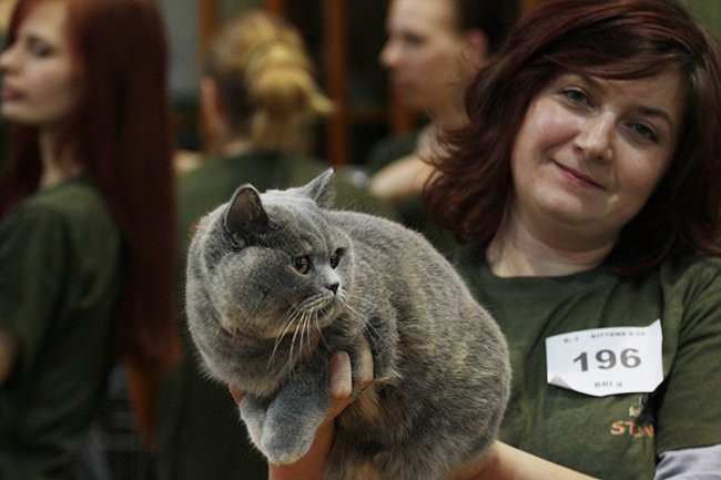 Gala kocich piękności (zdjęcia)