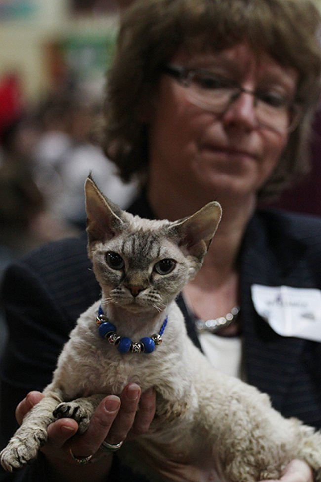 Gala kocich piękności (zdjęcia)