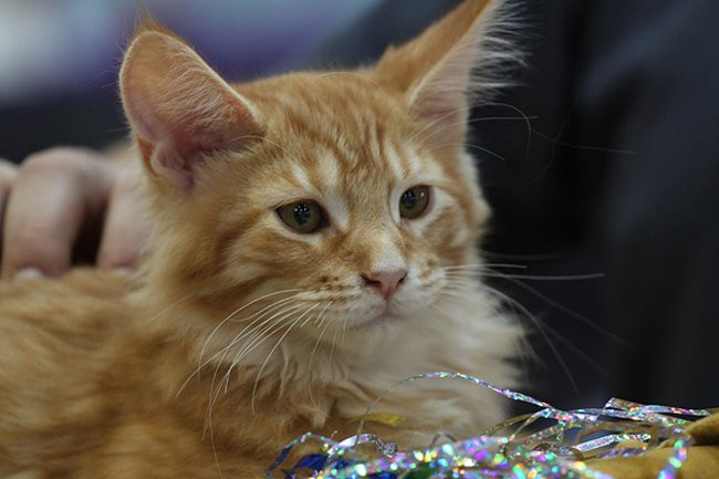 Gala kocich piękności (zdjęcia)