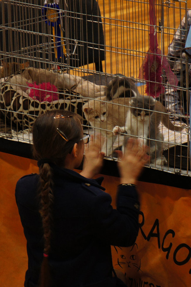 Gala kocich piękności (zdjęcia)