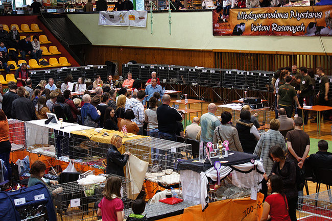 Gala kocich piękności (zdjęcia)