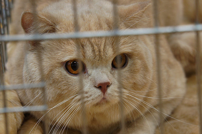 Gala kocich piękności (zdjęcia)