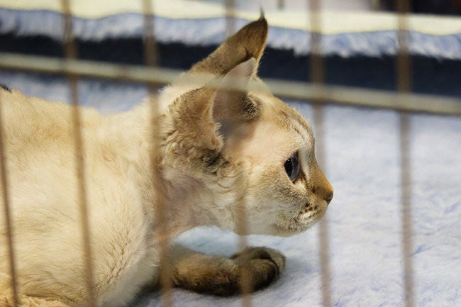 Gala kocich piękności (zdjęcia)