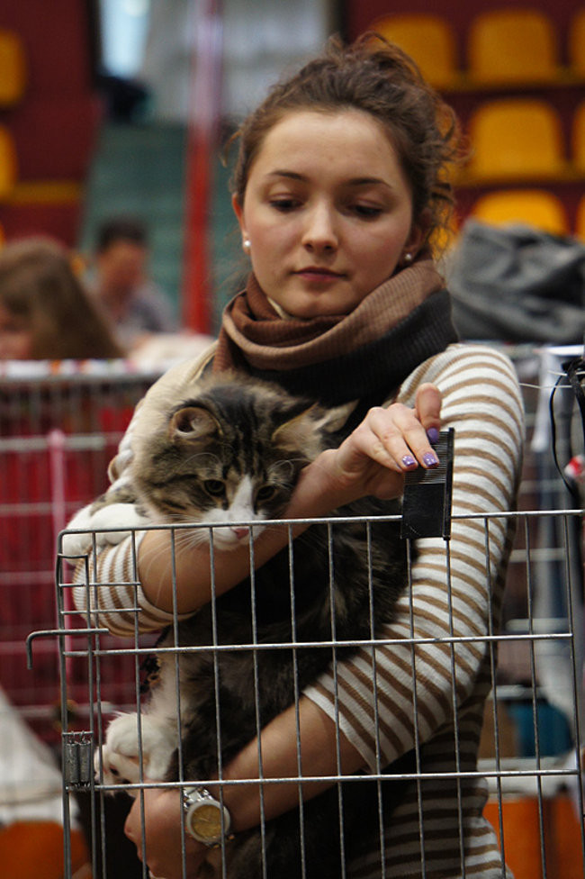 Gala kocich piękności (zdjęcia)