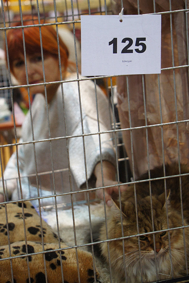 Gala kocich piękności (zdjęcia)