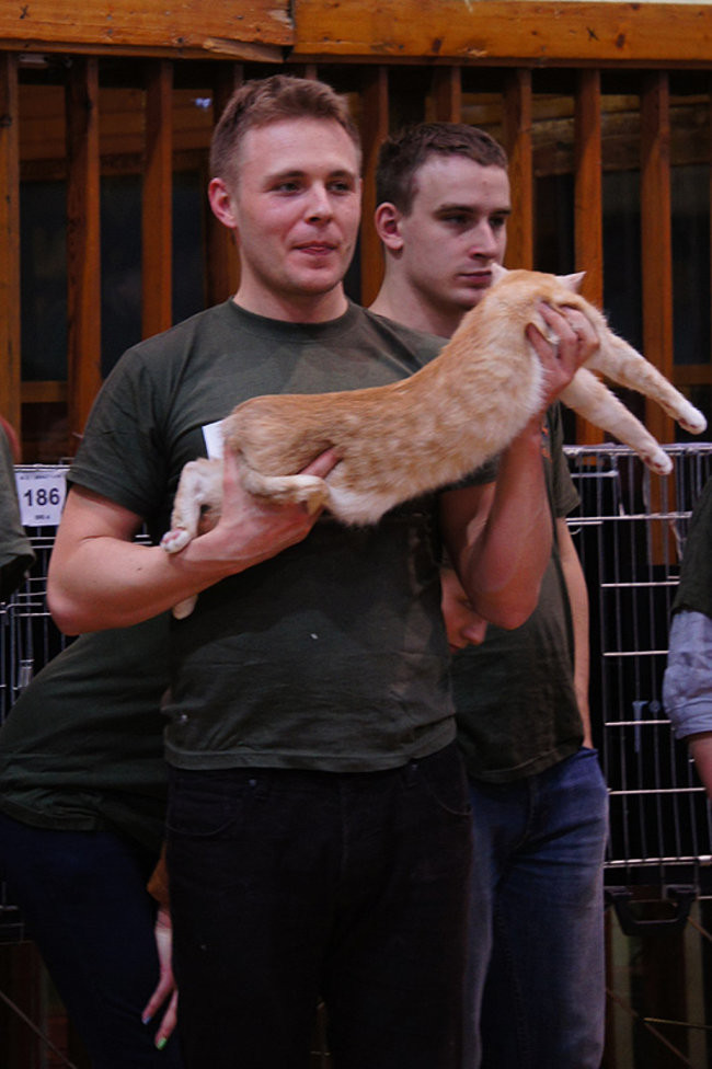 Gala kocich piękności (zdjęcia)