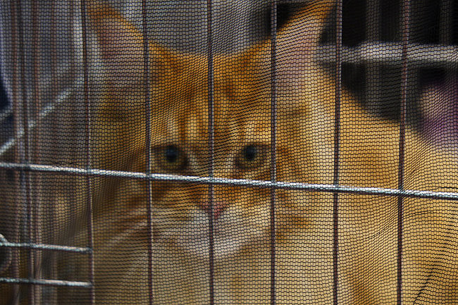 Gala kocich piękności (zdjęcia)