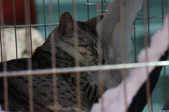 Gala kocich piękności (zdjęcia)