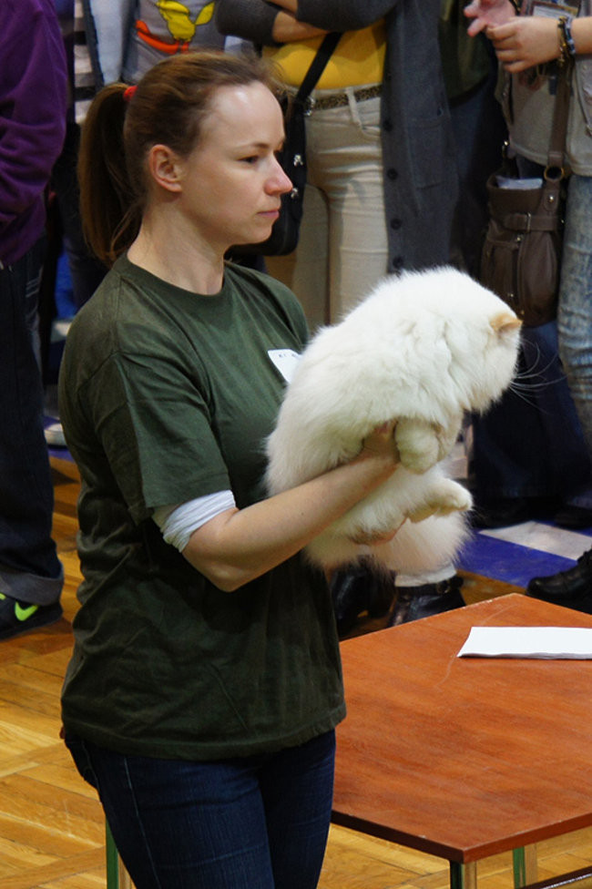 Gala kocich piękności (zdjęcia)