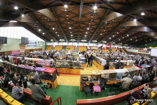 Gala kocich piękności (zdjęcia)