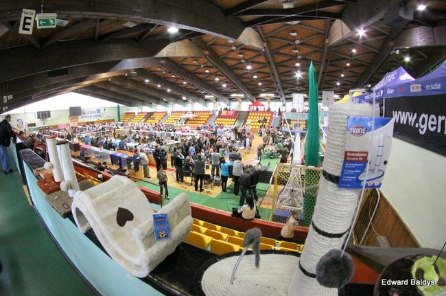 Gala kocich piękności (zdjęcia)