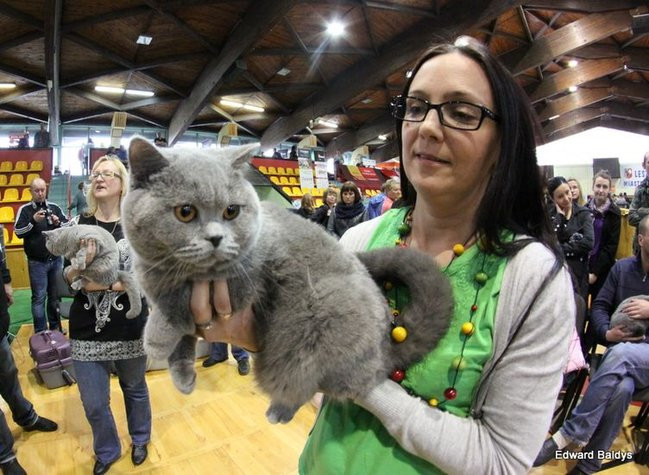 Gala kocich piękności (zdjęcia)