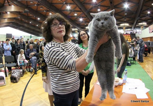 Gala kocich piękności (zdjęcia)