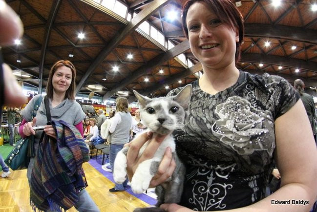 Gala kocich piękności (zdjęcia)