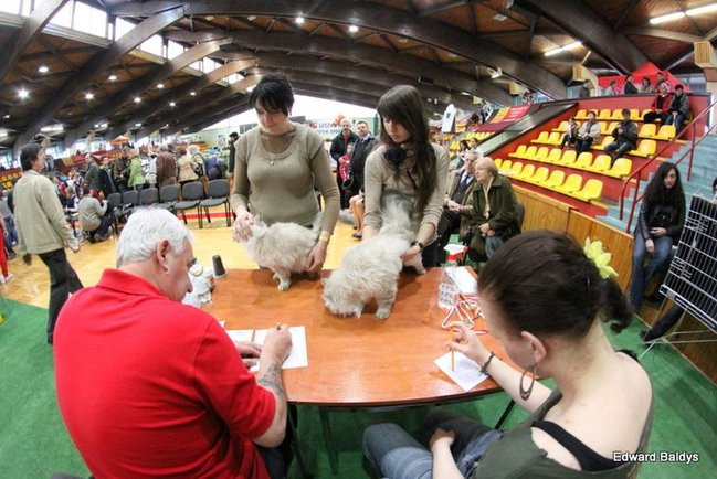 Gala kocich piękności (zdjęcia)