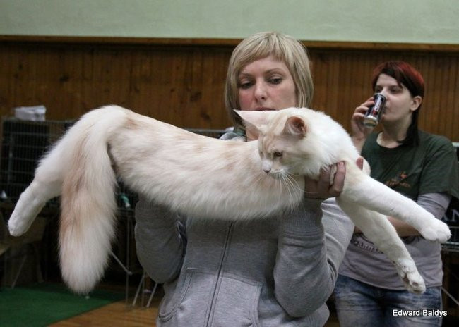 Gala kocich piękności (zdjęcia)