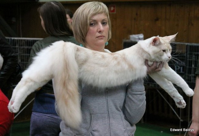 Gala kocich piękności (zdjęcia)