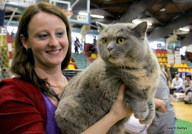 Gala kocich piękności (zdjęcia)