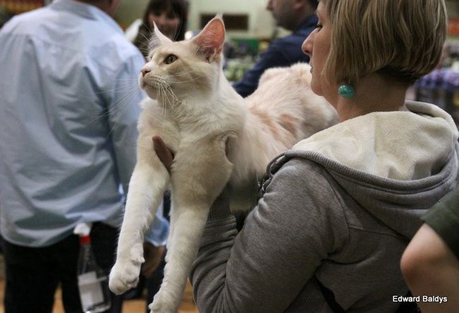 Gala kocich piękności (zdjęcia)