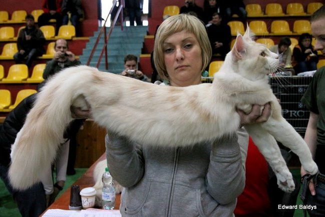 Gala kocich piękności (zdjęcia)