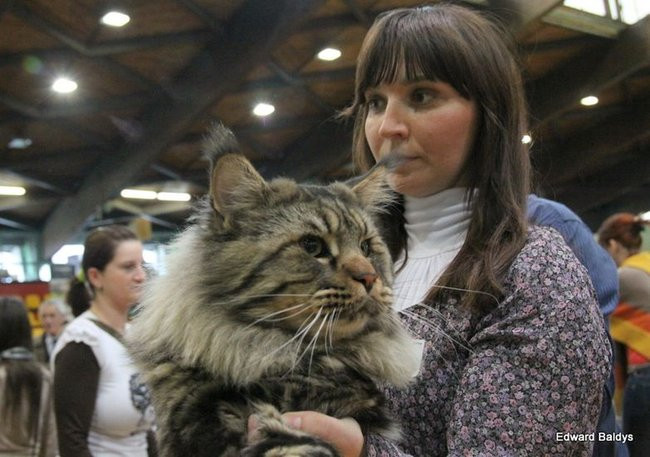 Gala kocich piękności (zdjęcia)