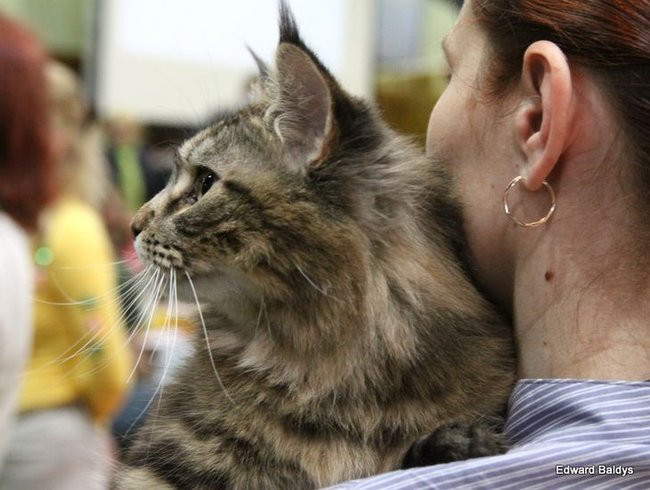 Gala kocich piękności (zdjęcia)