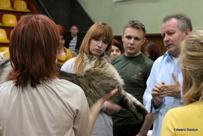 Gala kocich piękności (zdjęcia)