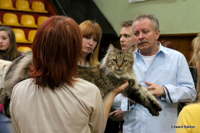 Gala kocich piękności (zdjęcia)