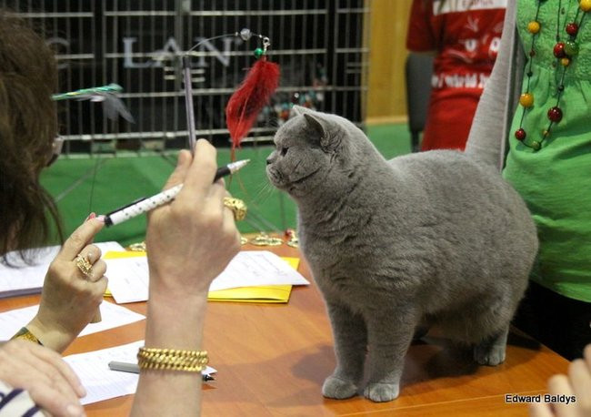 Gala kocich piękności (zdjęcia)
