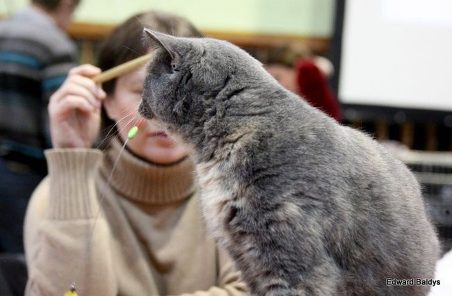 Gala kocich piękności (zdjęcia)