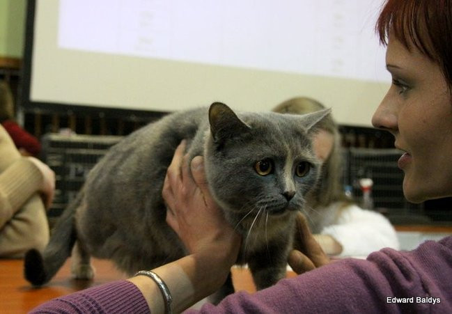Gala kocich piękności (zdjęcia)