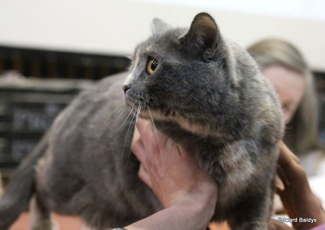 Gala kocich piękności (zdjęcia)