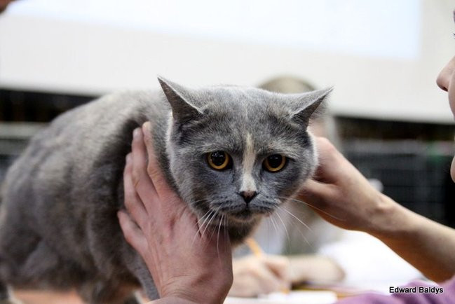 Gala kocich piękności (zdjęcia)