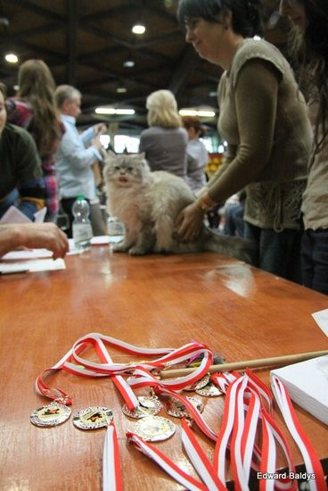 Gala kocich piękności (zdjęcia)