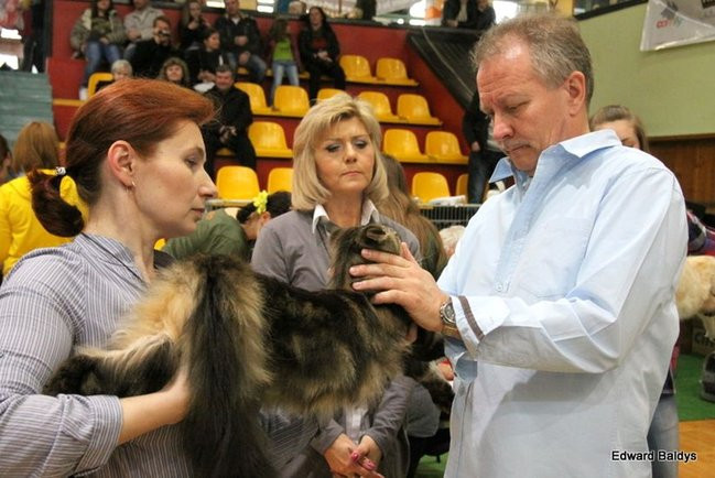 Gala kocich piękności (zdjęcia)