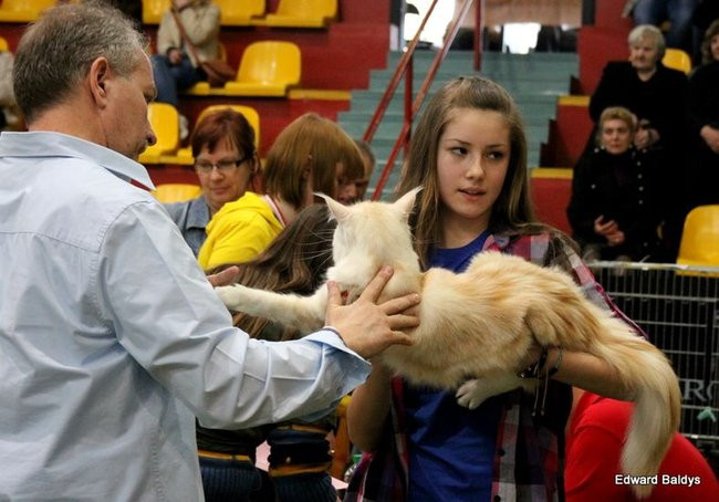 Gala kocich piękności (zdjęcia)