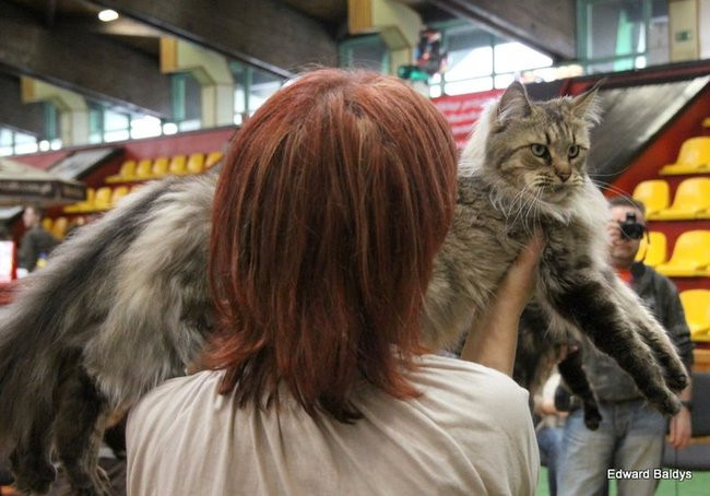 Gala kocich piękności (zdjęcia)