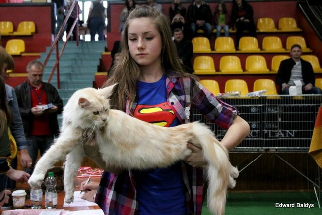 Gala kocich piękności (zdjęcia)